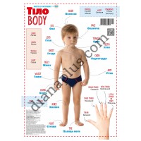 Абетка в картинках B30 «Тіло» А3 з витисканням