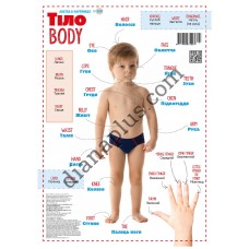 Абетка в картинках B30 «Тіло» А3 з витисканням