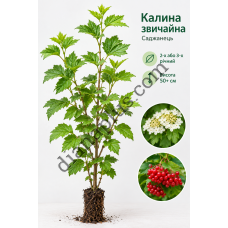 Калина звичайна Саджанець 2-х або 3-х річний, висота 50+ см