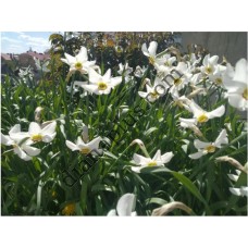 Якісна Цибулина 10шт Нарцис звичайний білий Комплект