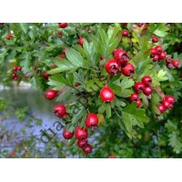 Cаджанець Глоду лікарського, 2-річний, висота до 20 см