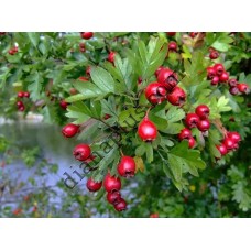 Cаджанець Глоду лікарського, 2-річний, висота до 20 см