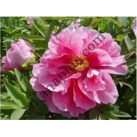 Cаджанець Піон рожевий деревовидний, висота до 10 см