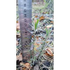 Саджанець Лаванда лікарська, 2 шт, висота 10-15 см, однорічний