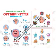 Абетка в картинках L41 "Sense organs" А4