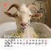 Календар 2027 Рік Кози (Funny Goat) із серії Свято кожен день