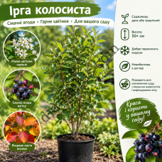 Ірга Колосиста Саджанець Двох або Трьохрічний, Висота 50+см
